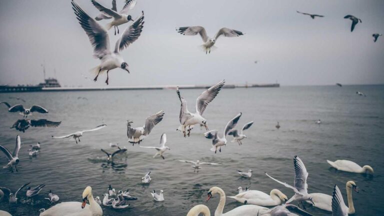 How Does A 99Exch Backup Site Help When Main Link Is Blocked?